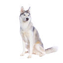 Le Husky Sibérien