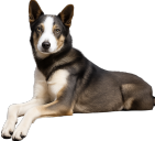 L'Alaskan Husky